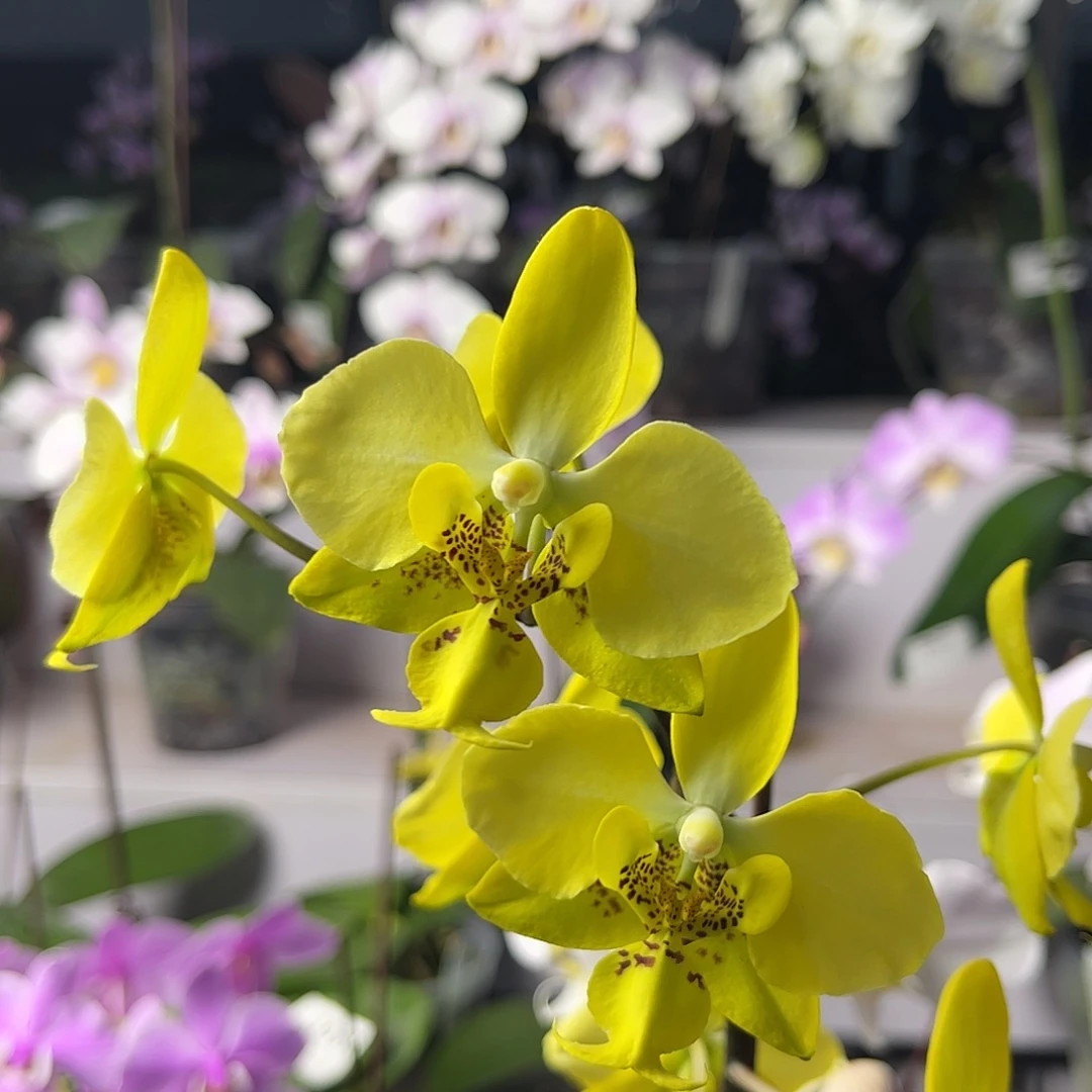 少量花朵（建议范围：2朵-5朵 或40%以下）编号1000史塔基兄弟交