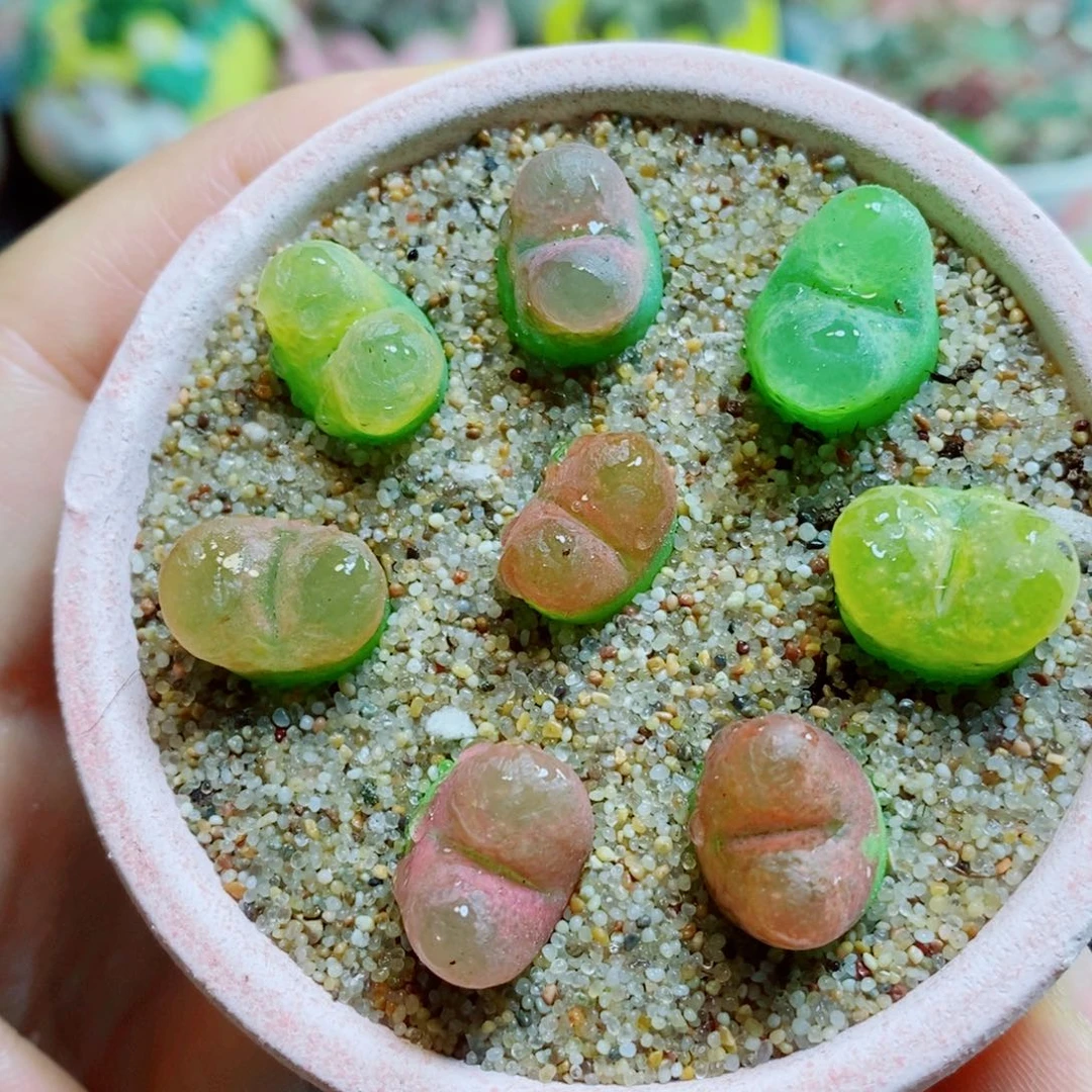 生石花花花花花花花花587