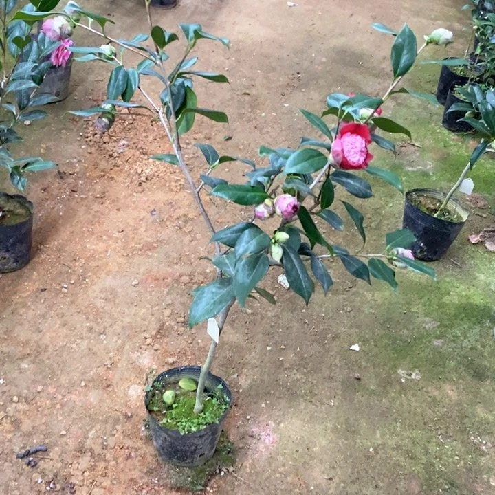 熊谷。  一物一拍