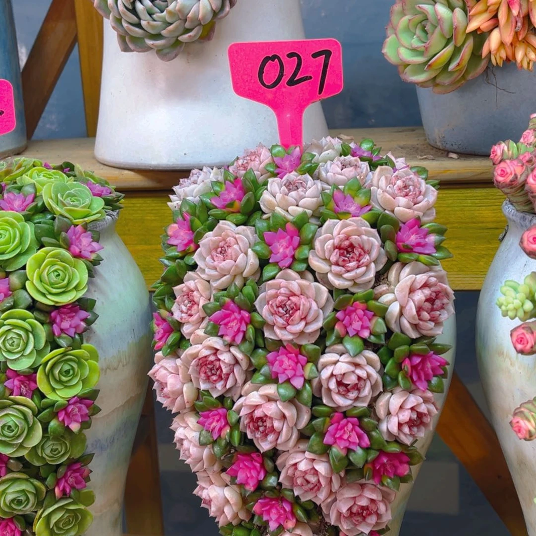 这个是真的好看哦027