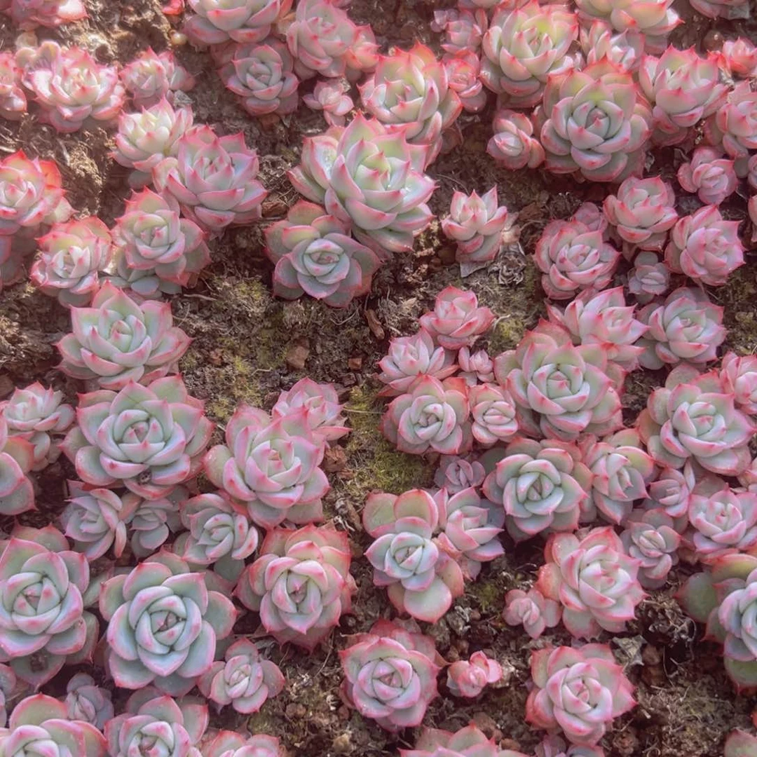 粉边女王精品多肉切糕一盘