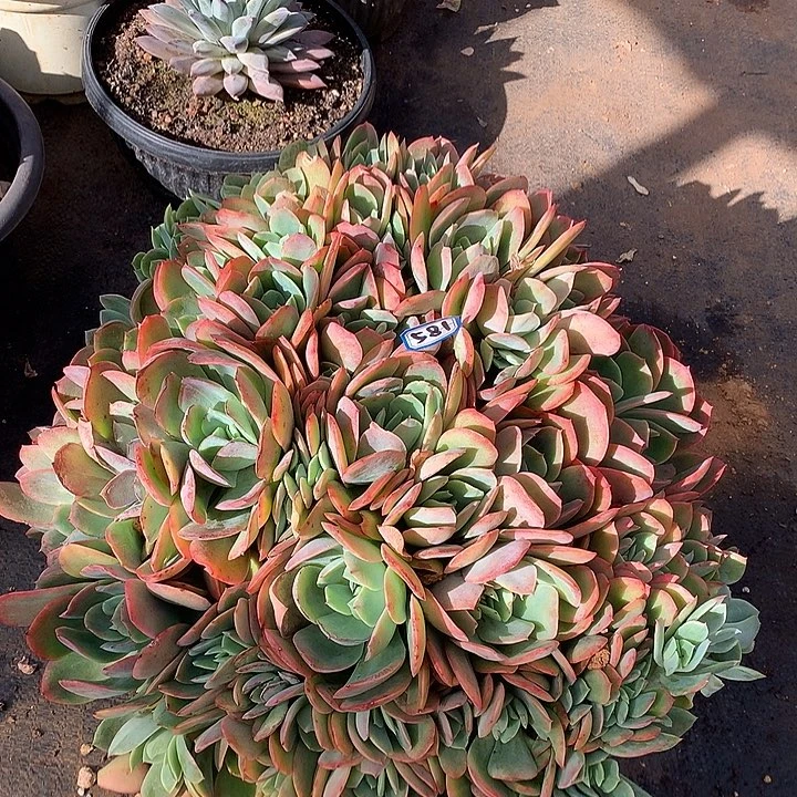 581绮罗一物一拍多肉