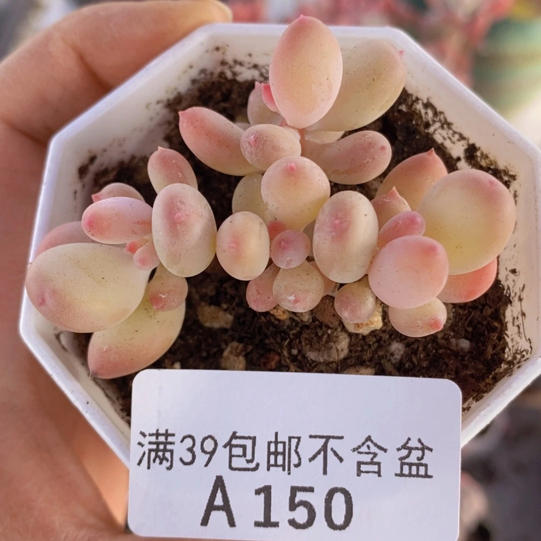 二代苹果奶6cm150多肉植物