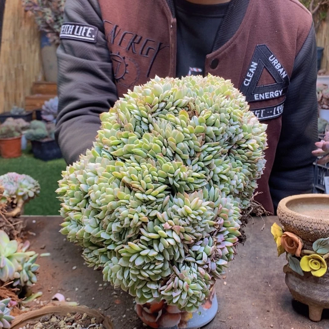 柒217号莎莎女王缀