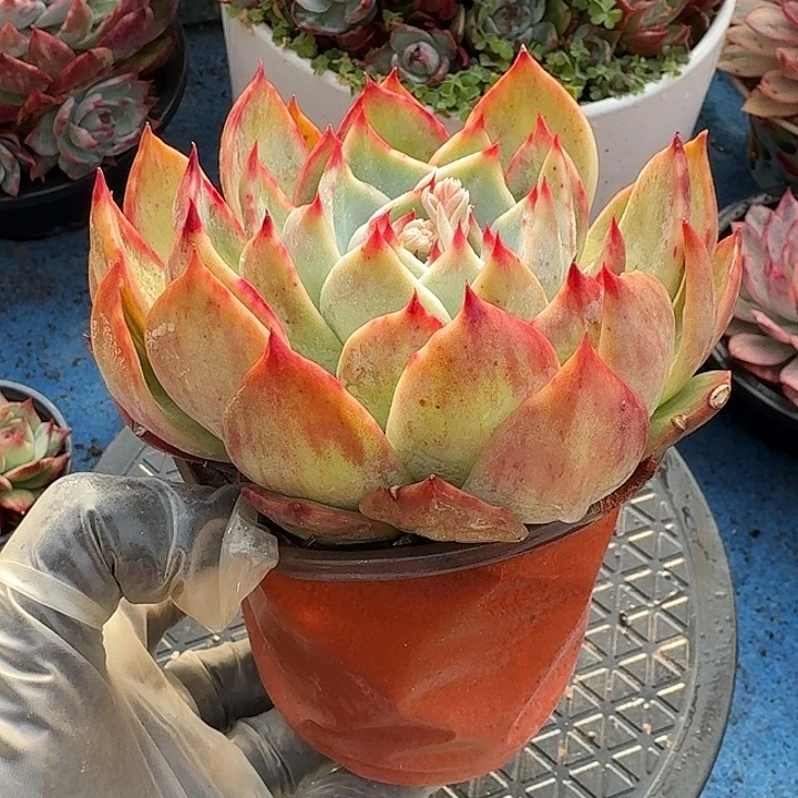 惊鸿惊鸿惊鸿花脸 8 公分内勾