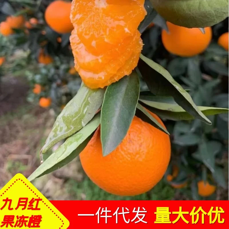 正宗秭归九月红果冻橙现摘产地新鲜橙子应当季薄皮多汁九分甜水果