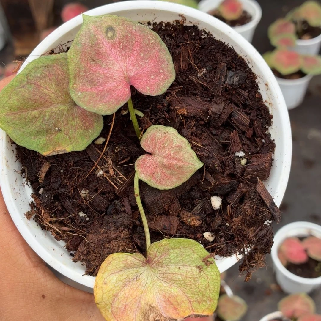 大部分花苞少量开放B374