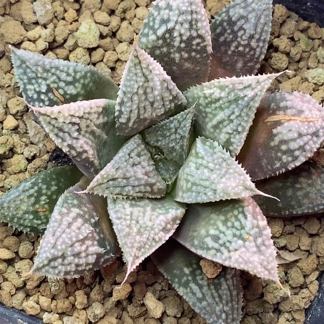 不带盆脱土裸根发货
