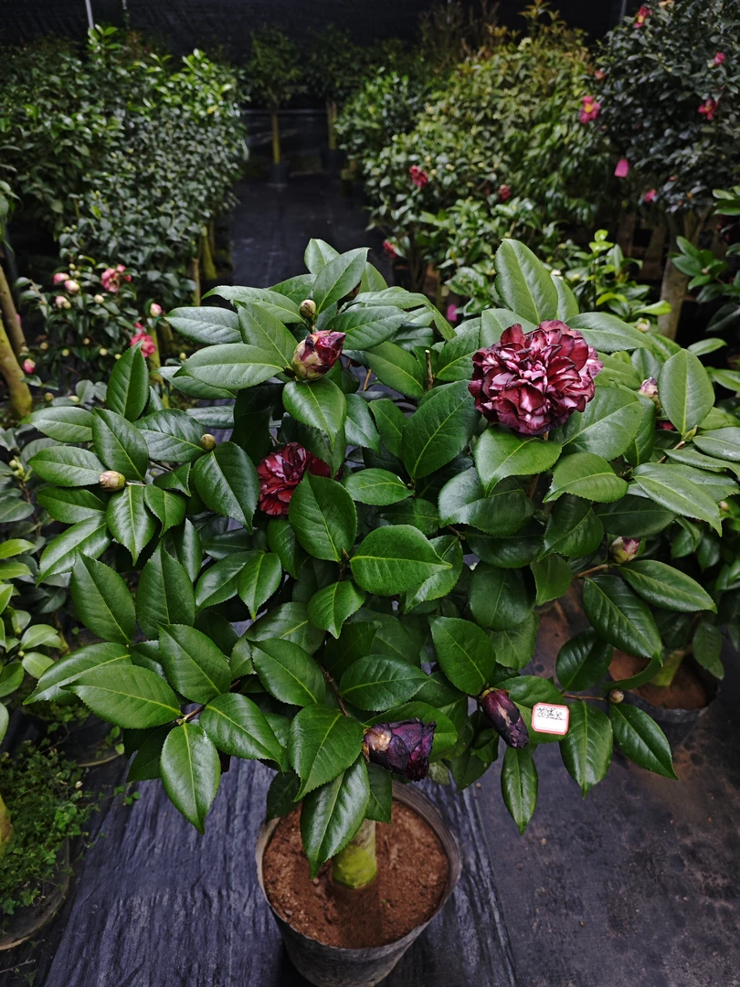 黑贝拉青叶黑贝珍贵品种稀有品种大花型黑红色复色纯色福建龙岩