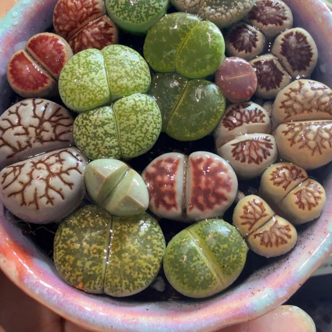 顾****多肉植物开播福利674
