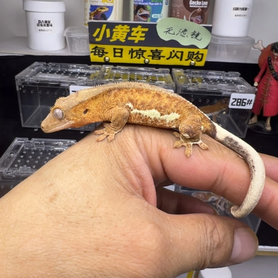 睫角守宫幻影莉莉