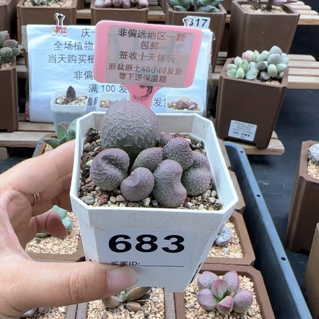 683水蜜桃多肉植物