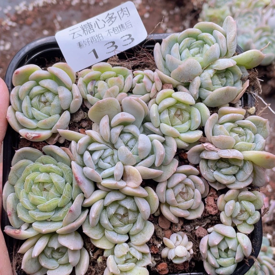 云糖心多肉植物133