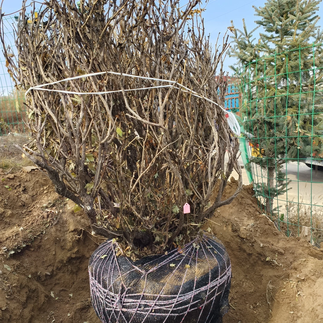 7棵 牡丹丛生老桩确保花色花型（到付不包邮）