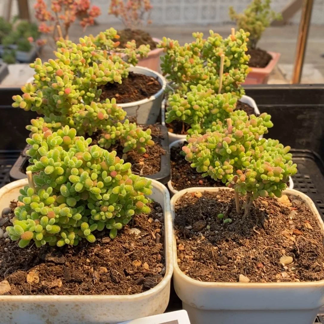 枝干番杏多肉植物317