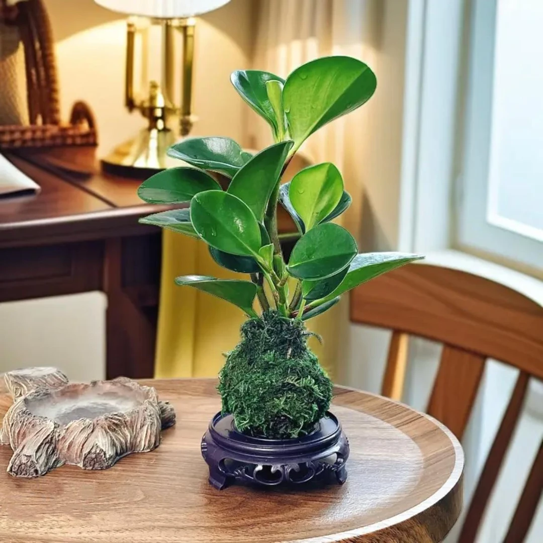 豆瓣绿盆栽苔藓球室内绿萝办公室桌面植物净化空碧玉花四季常青