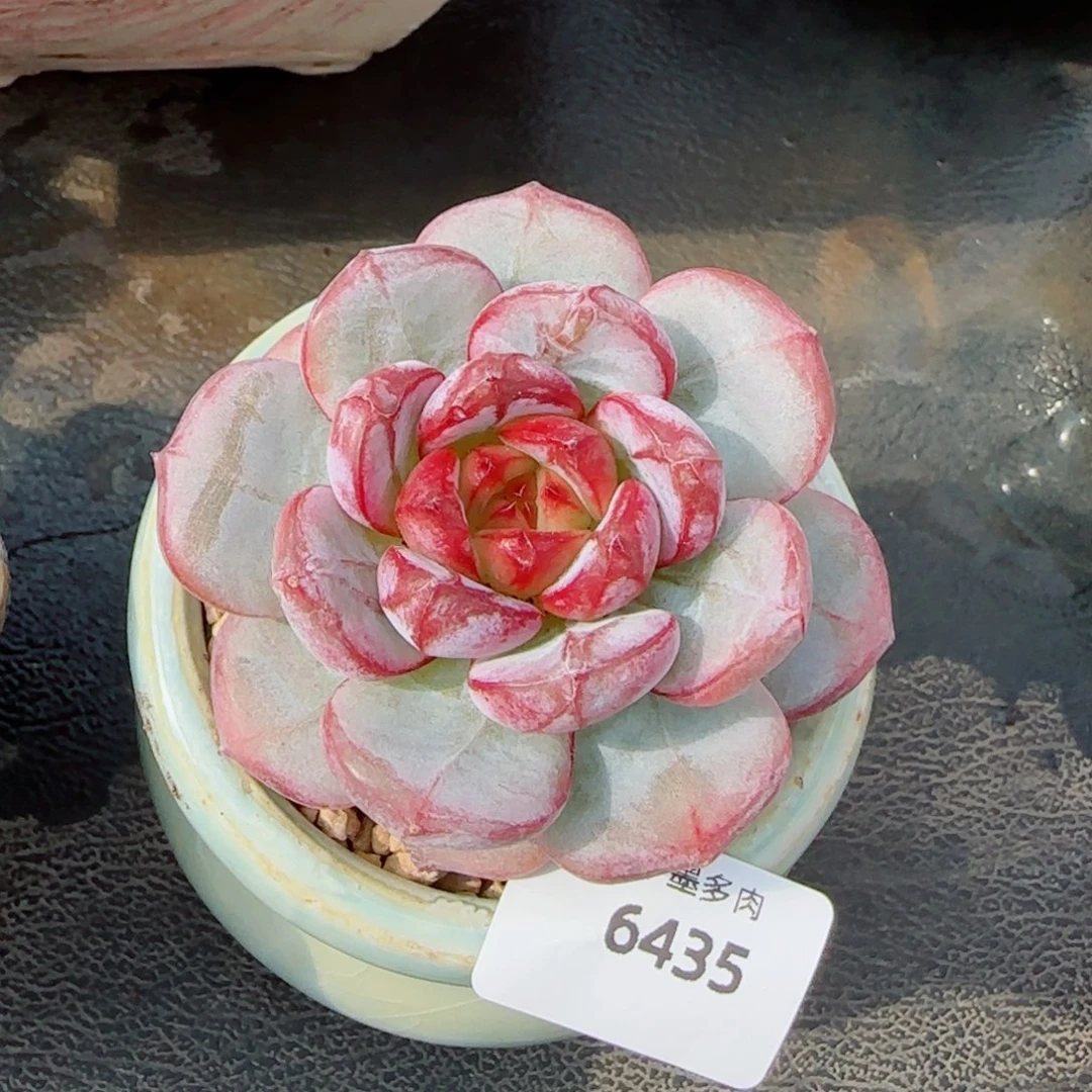美***芽雪色浪漫，6435多肉植物