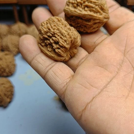 小***蝶完全开放南疆石核桃