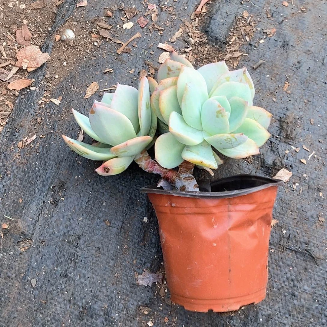 J***儿3头白风1颗多肉植物