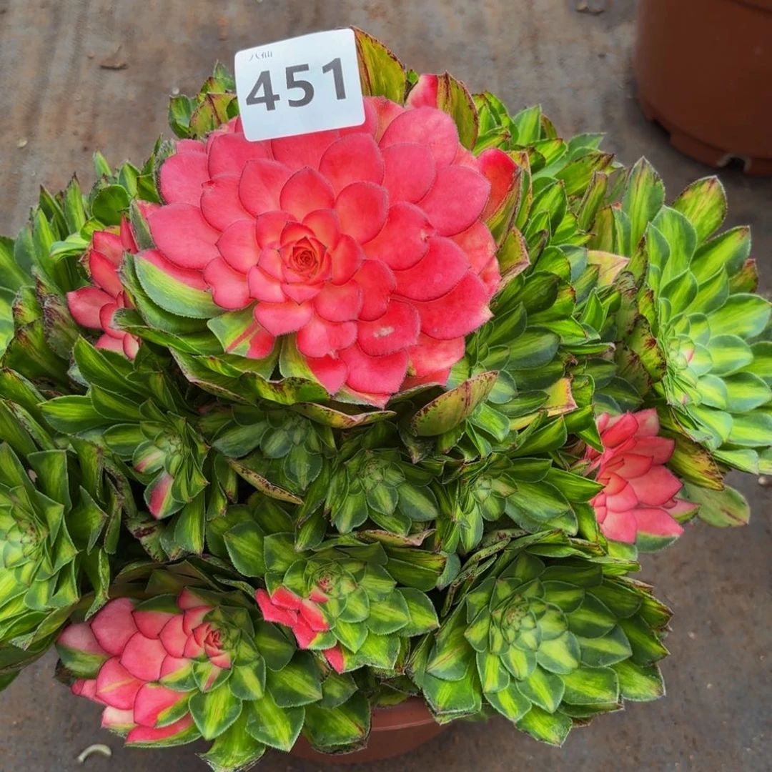 皮**裆451多肉植物知否无根