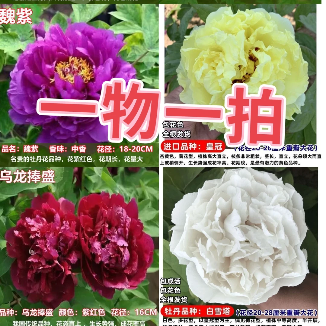 一物一拍【直播专属】：精品牡丹带护心土发货盆栽地栽耐寒耐旱