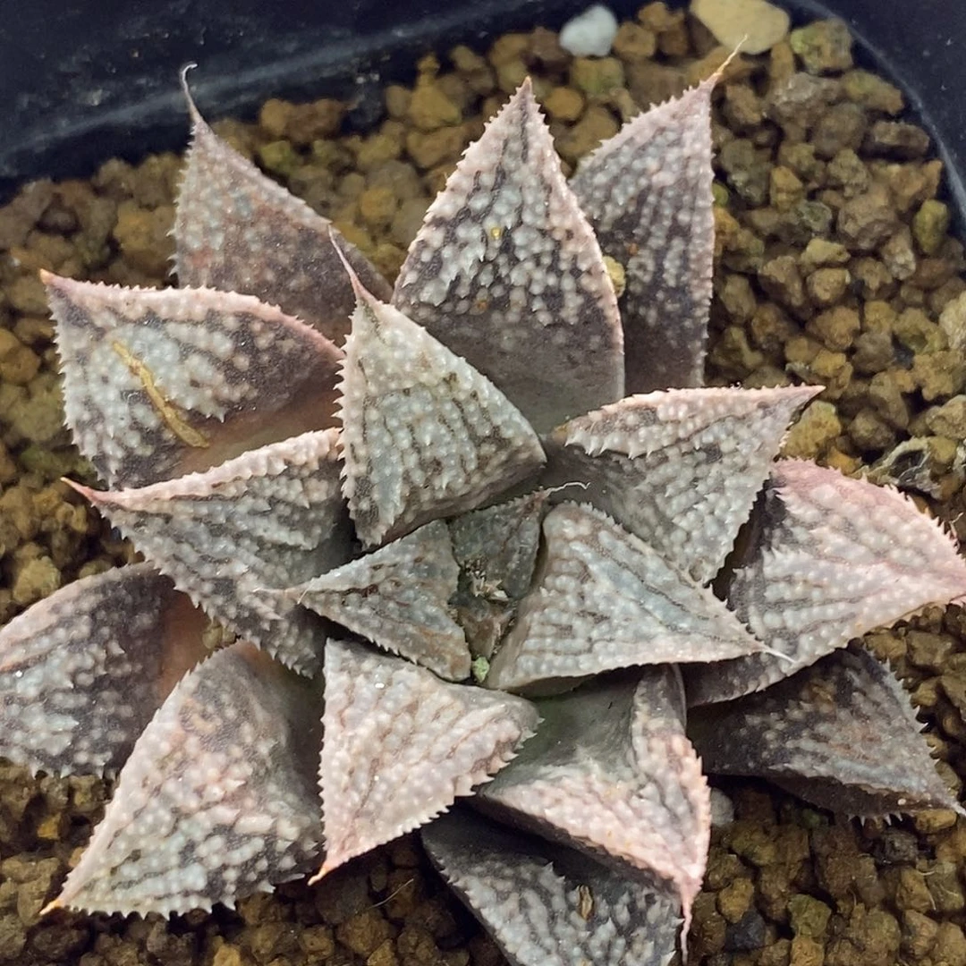 不带盆脱土裸根发货