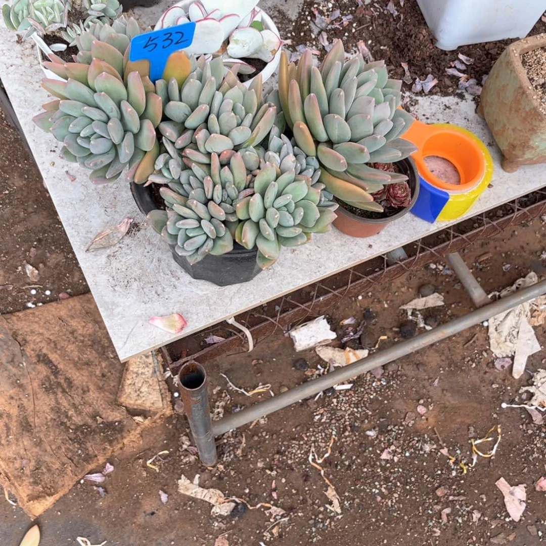 苹*?532海洋之歌多肉