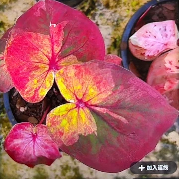 515-0607日光Sunlight泰国发货
