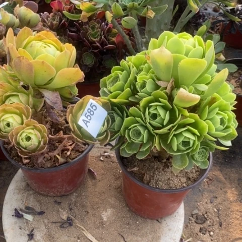 两颗法师一物一拍