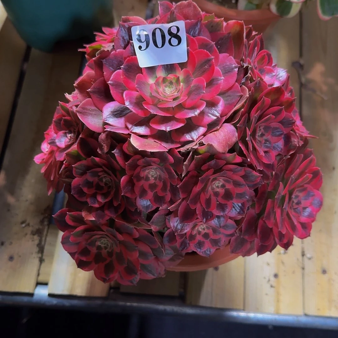 貂****.908多肉植物法师