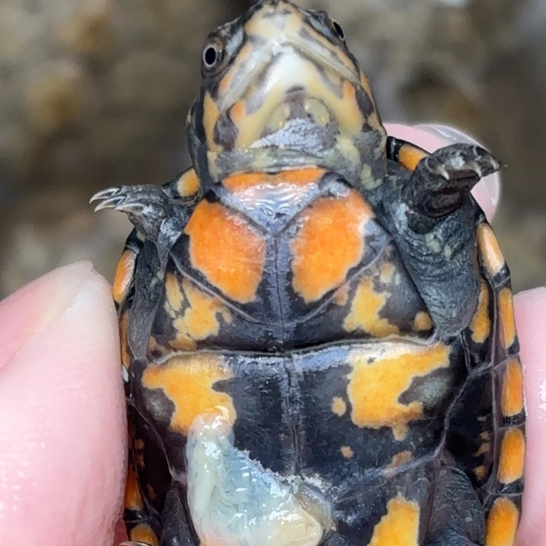 宠物龟不分公母全品黑刀