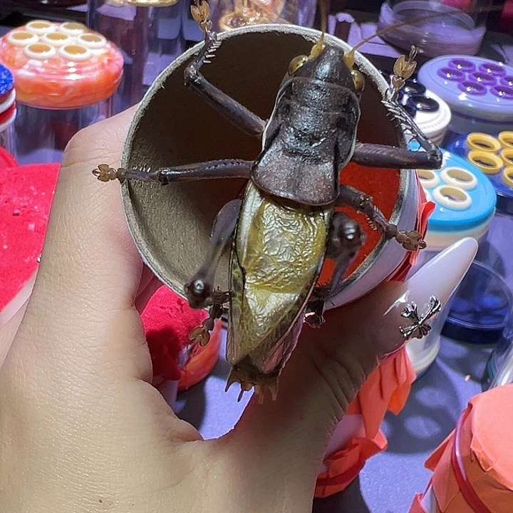 蝈蝈蝈蝈蝈蝈蝈蝈