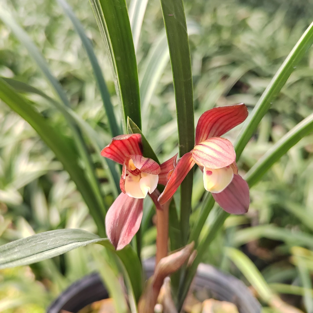 春剑：富贵红荷红花荷瓣3-5苗裸根