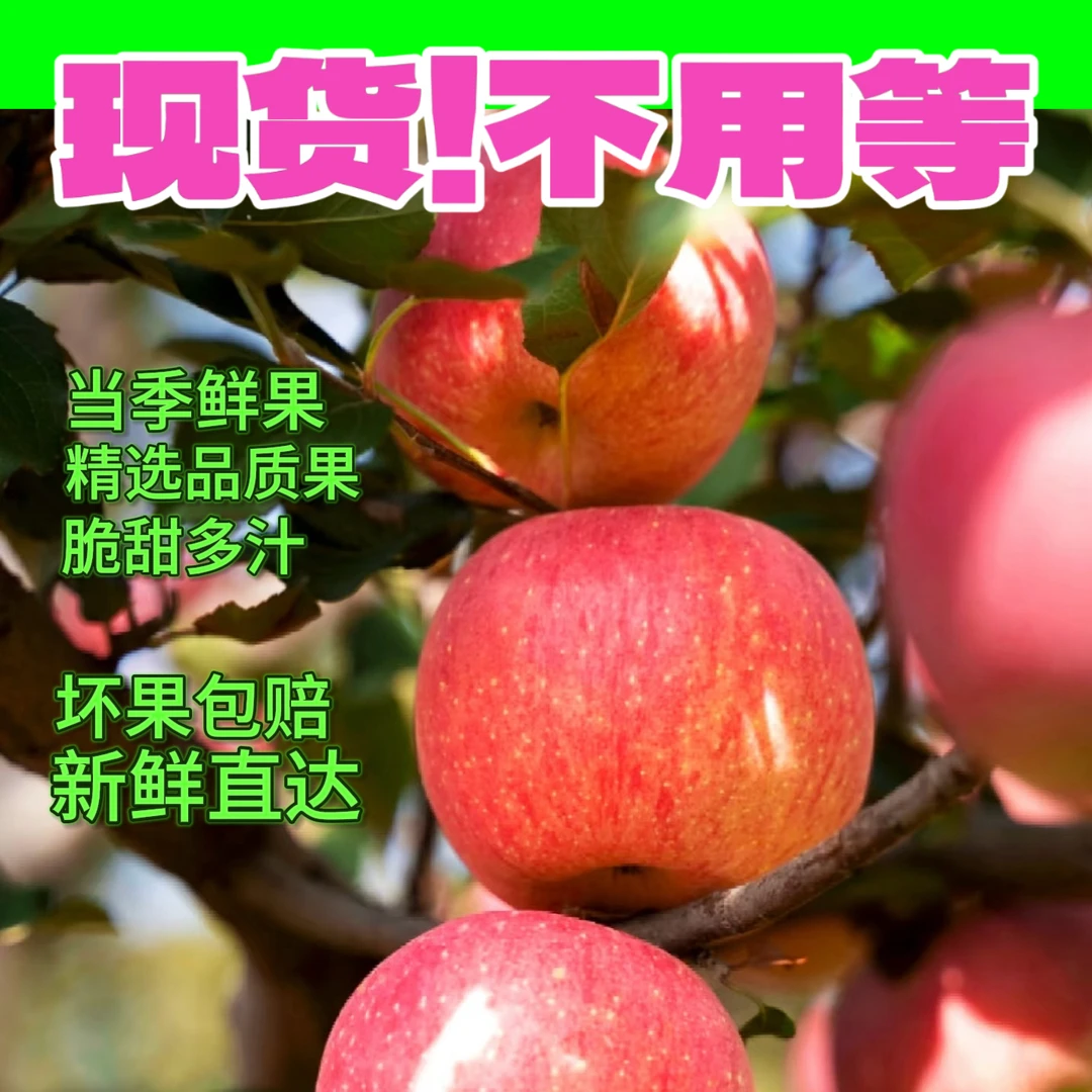 【坏果包赔】正宗自然成熟脆甜寒富苹果树上采摘头茬新鲜包邮
