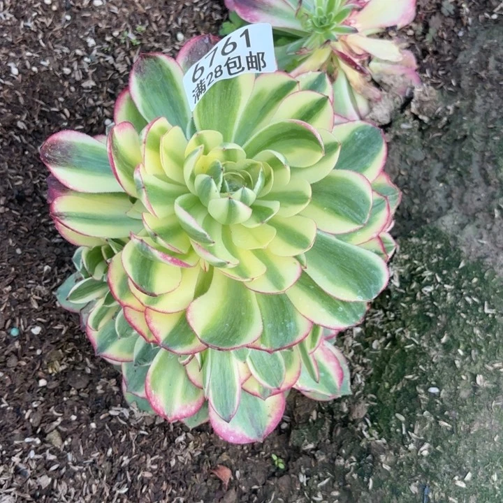 G.  6761海王多肉