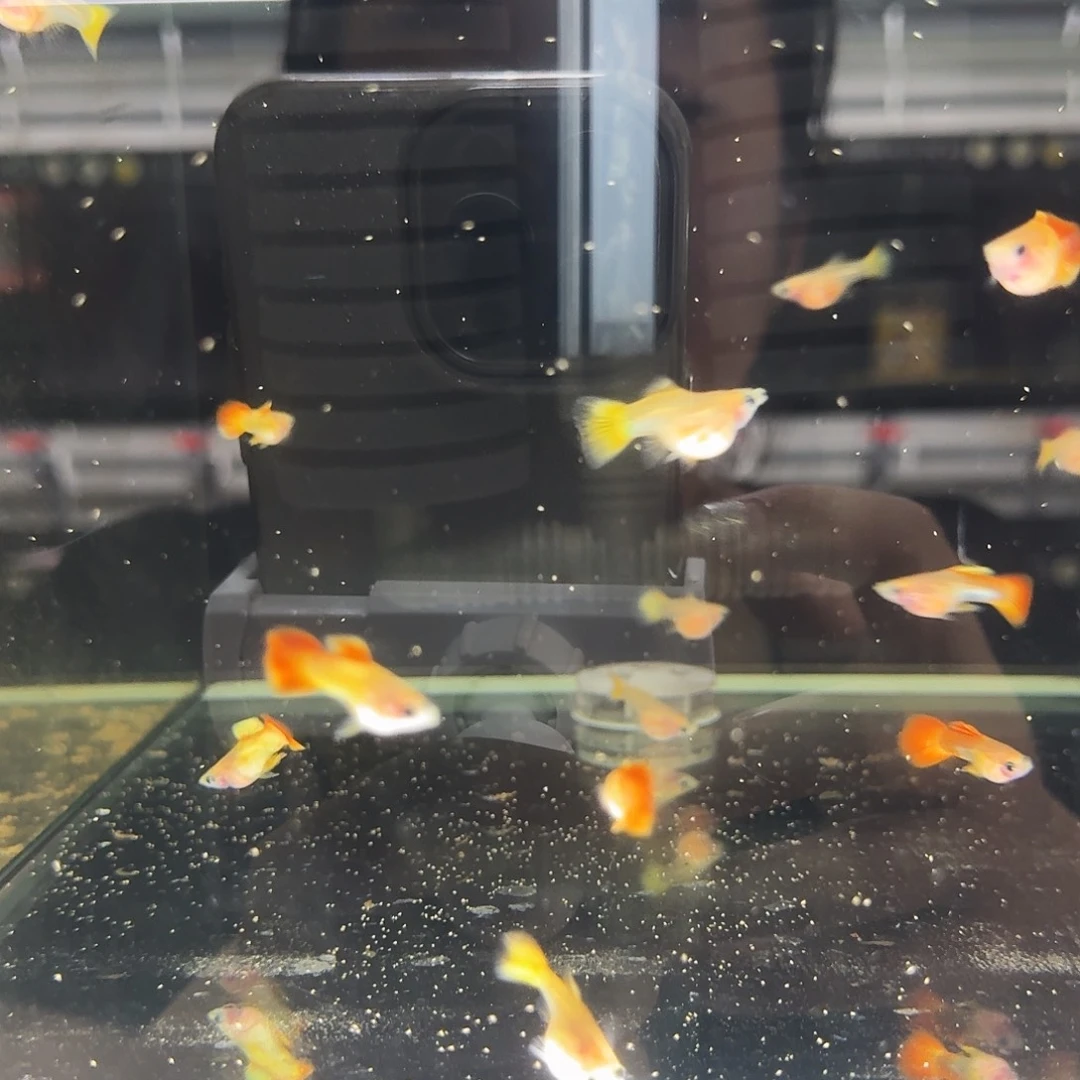 孔雀鱼皇家落日玻璃猫球2对