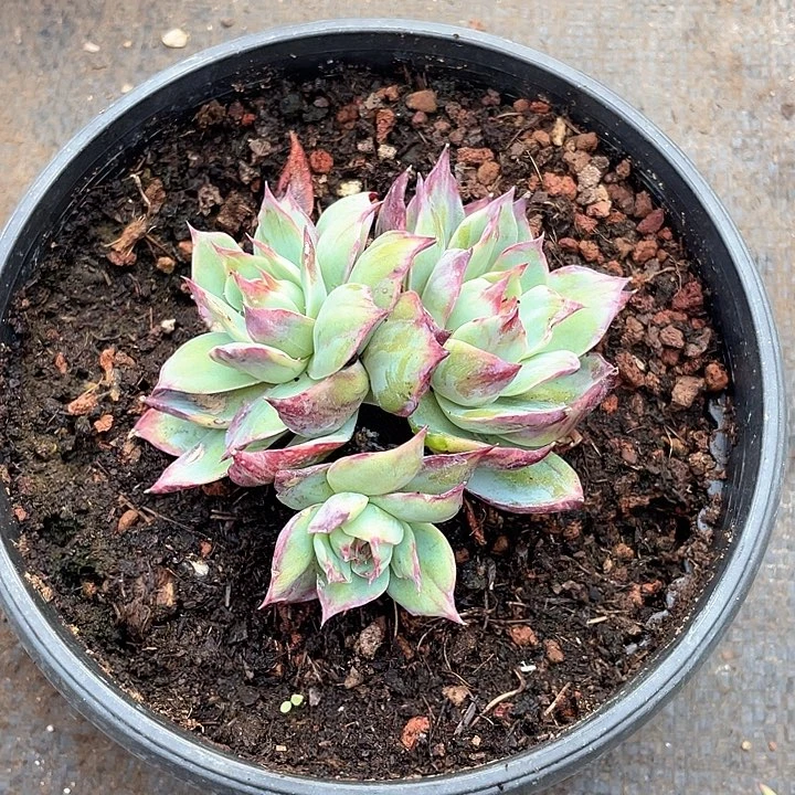 三头拉丝惊鸿11脱土发