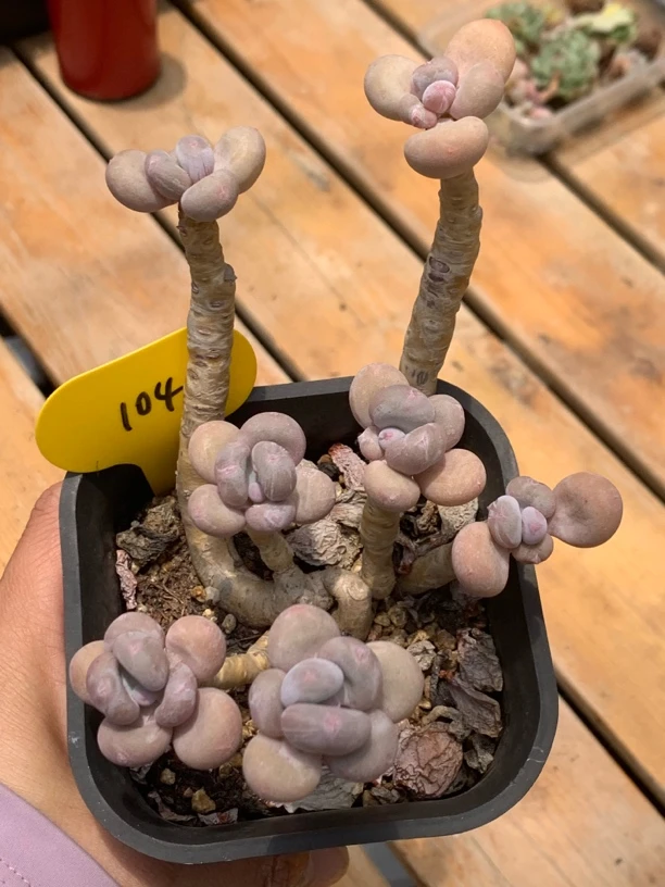 超级奶酪老桩群104