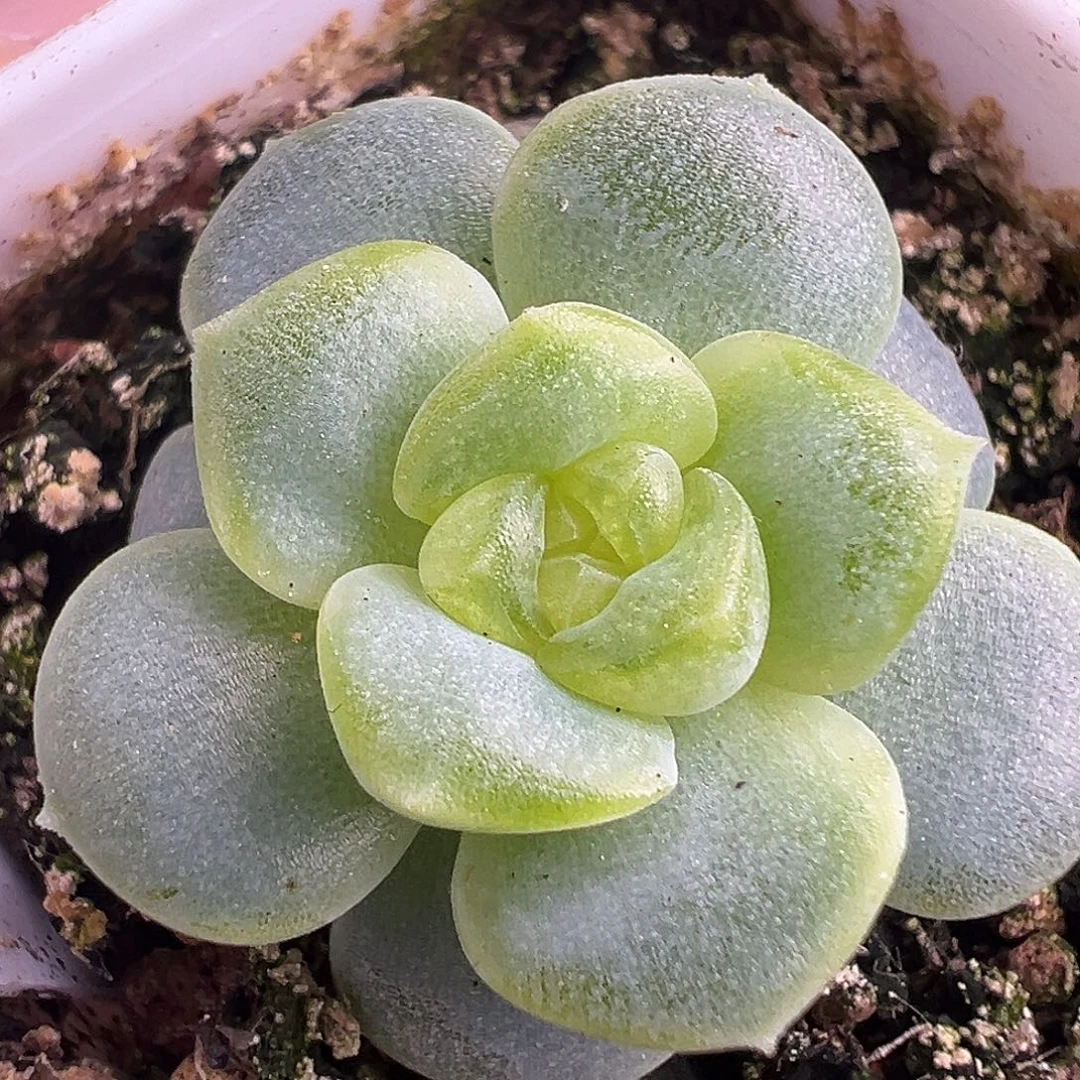 145甜心。