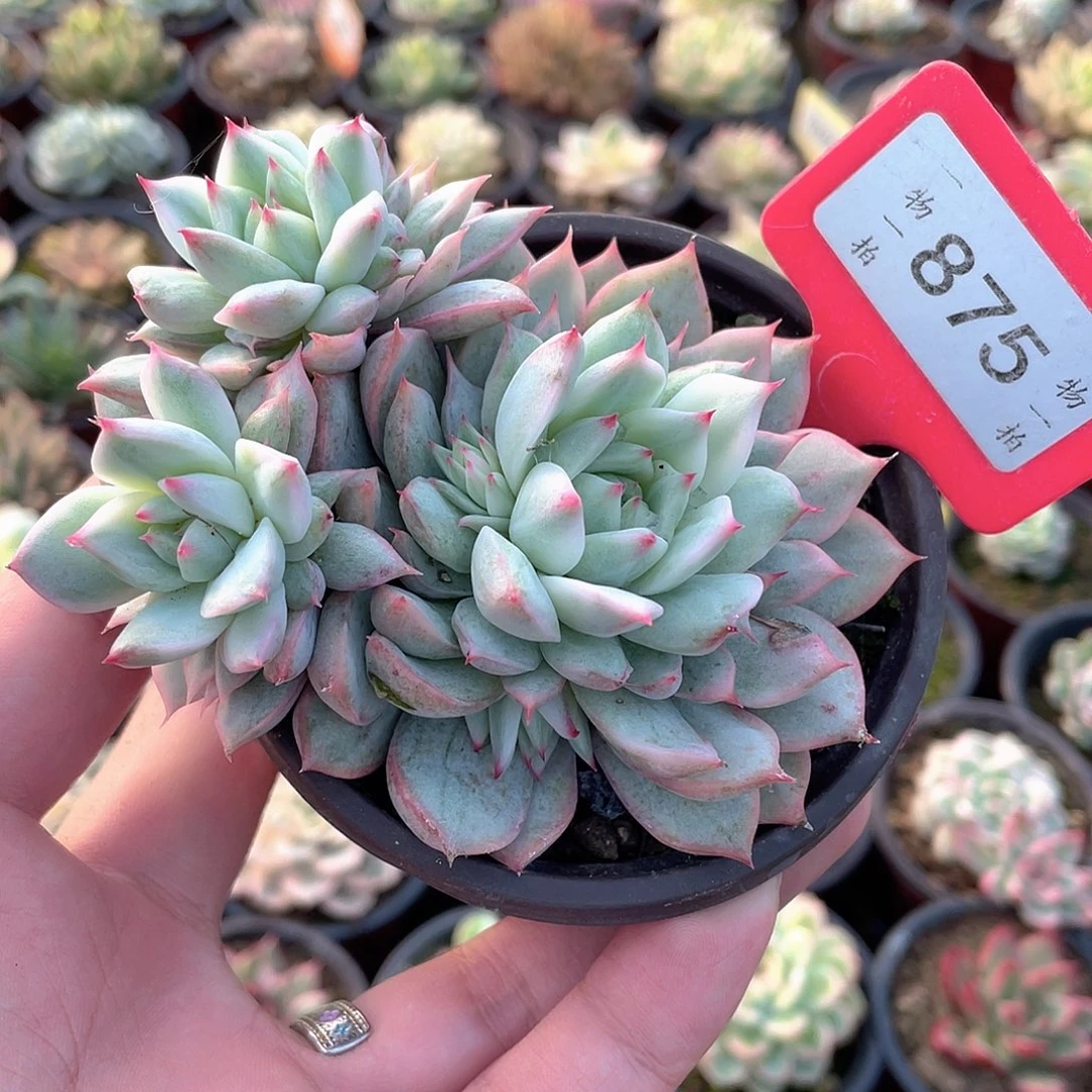 TP锦875号多肉植物