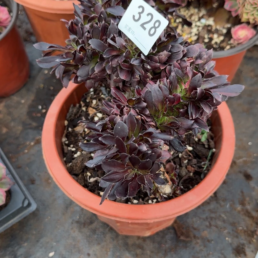 精品多肉植物0328