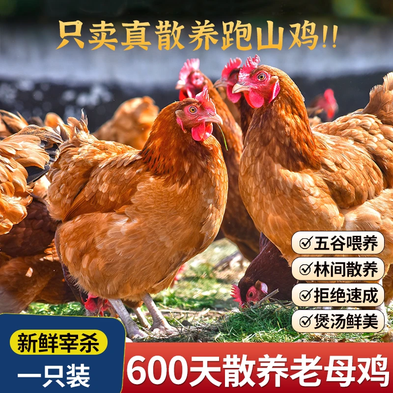 福利价买三送一农家散养600天老母鸡买母鸡送公鸡到手4只10斤厚蒙
