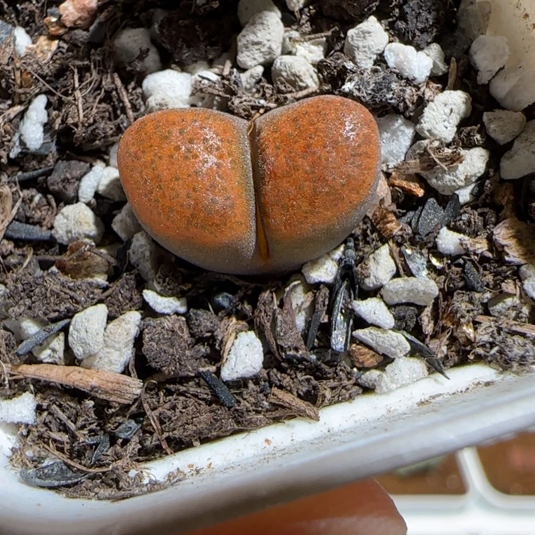肉锥多肉植物组合-超级蛋糕1339
