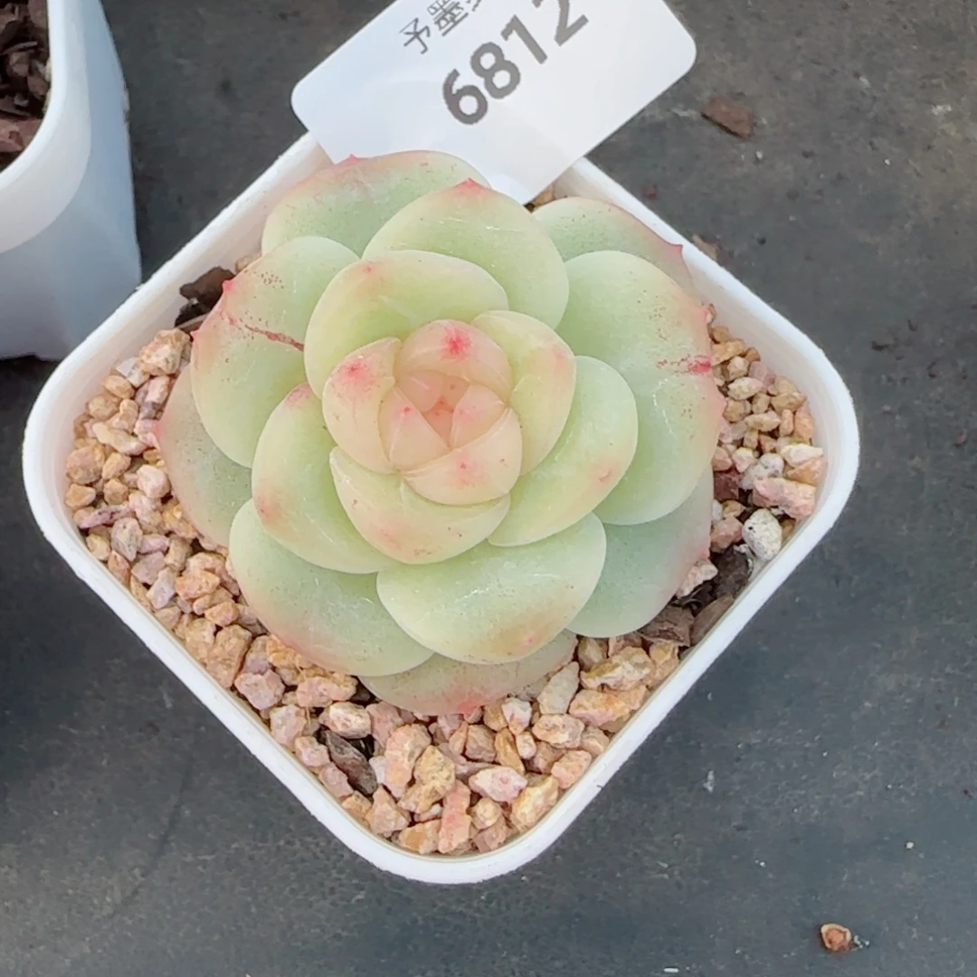 润玉珍妮，6812多肉植物