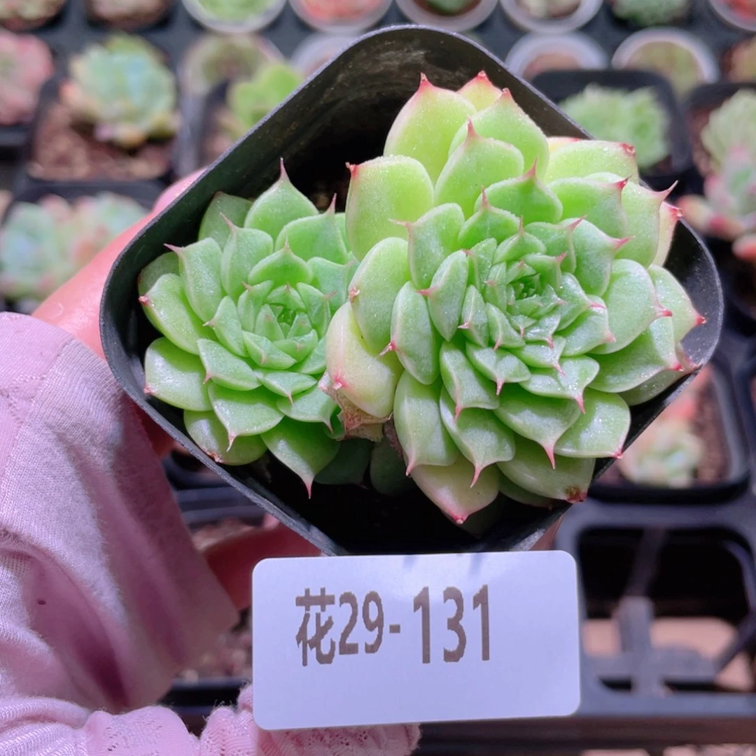 花利美29-131海王优选