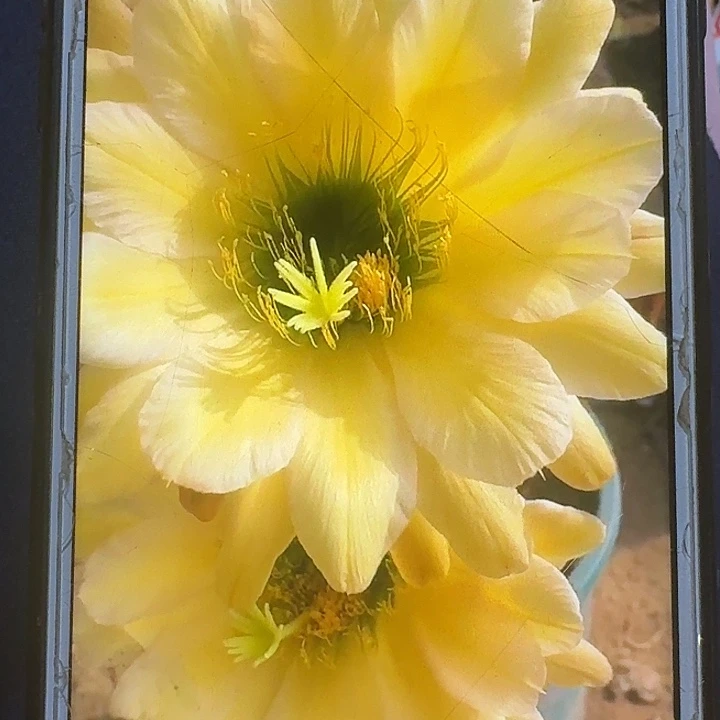 绿眼睛根高10公分毛花柱