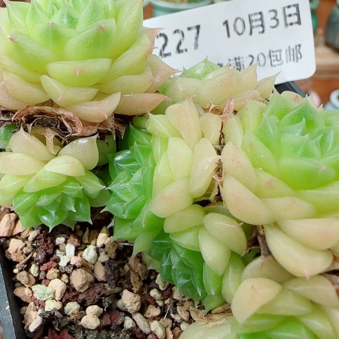 花语逸镜1003-227散