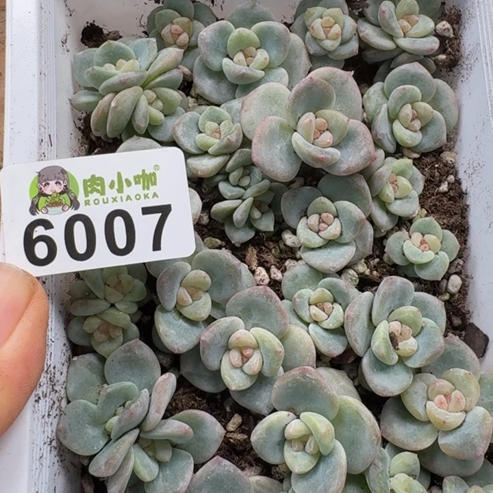 可***可多肉植物多肉植物