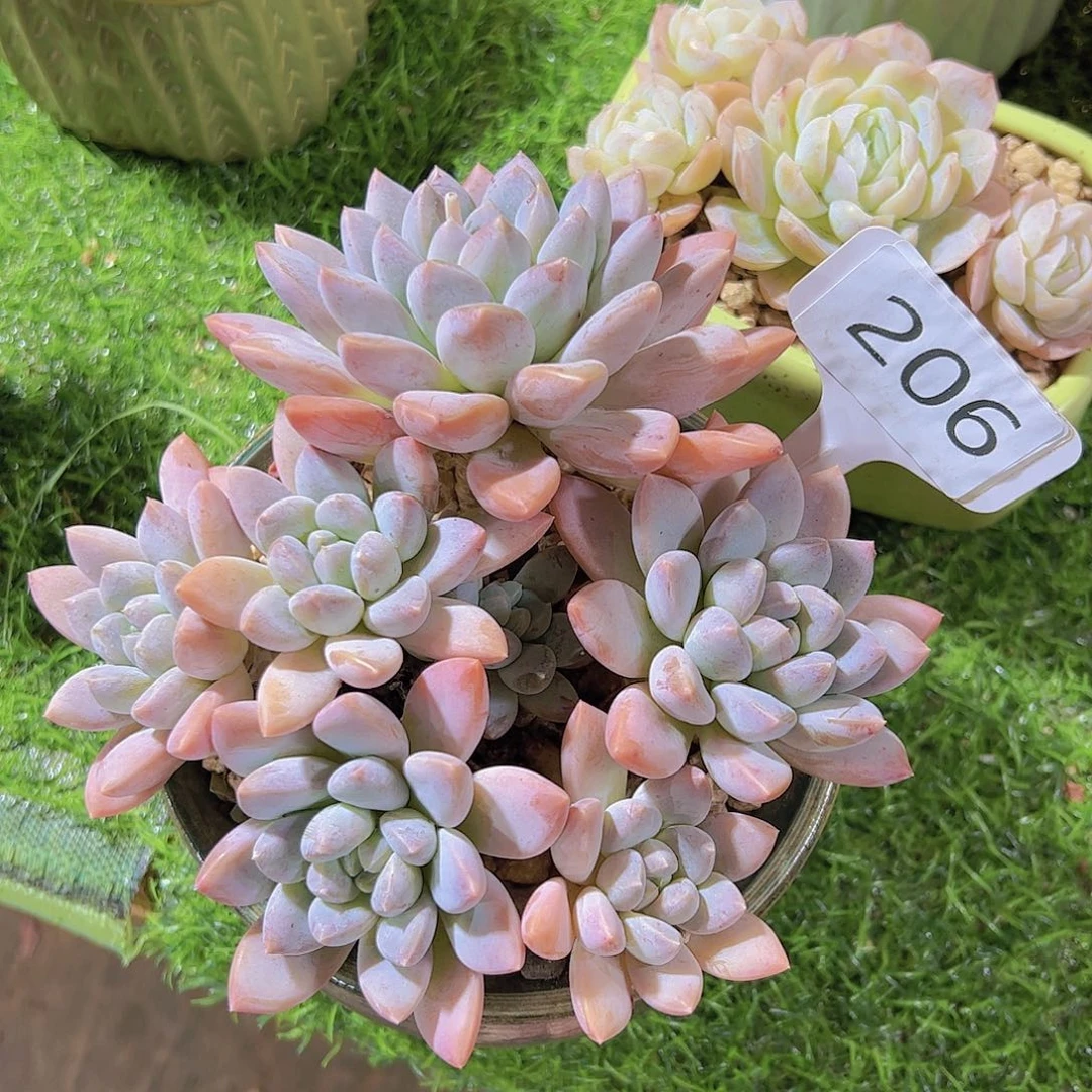 好**?206奶糖28元元元