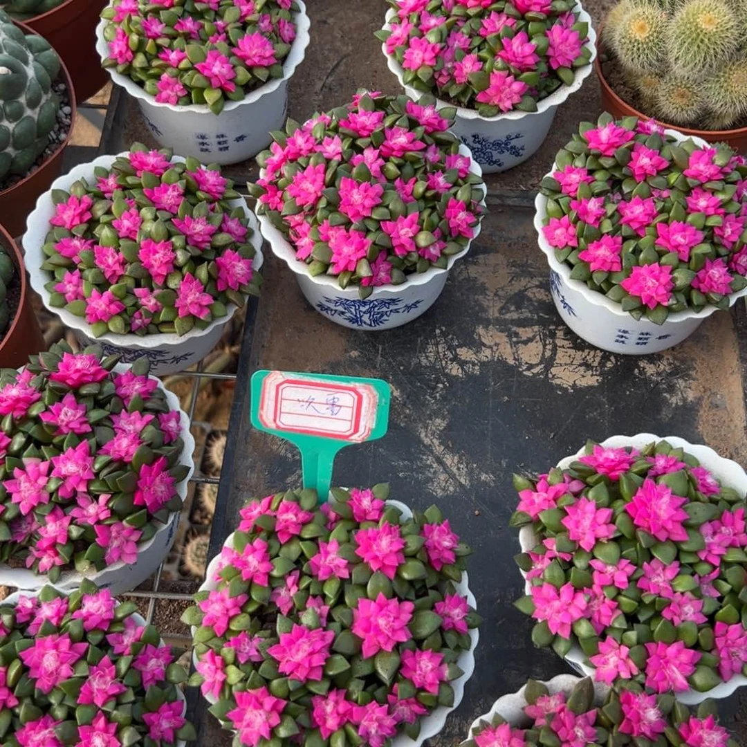 吹雪随机一颗。